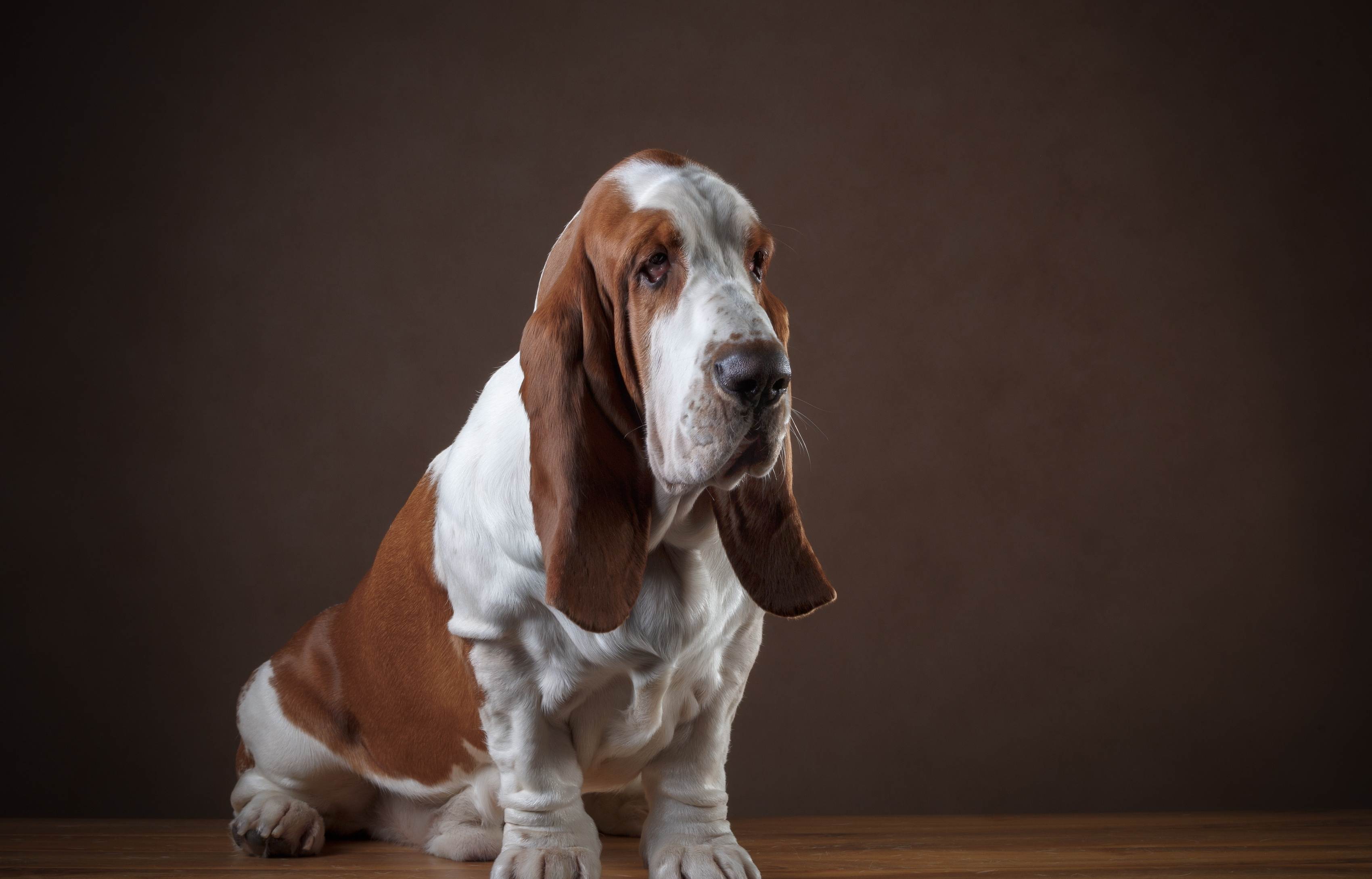 Породы собак с большими и длинными ушами — фото, название, описание