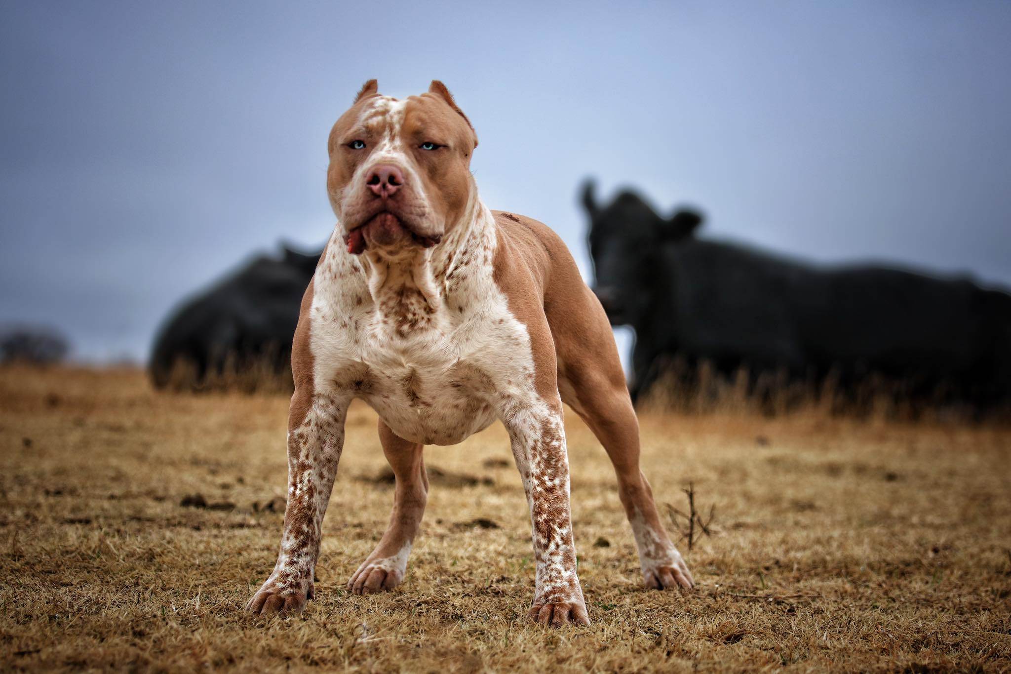 Обзор самых редких пород собак в россии и во всем мире: необычные виды