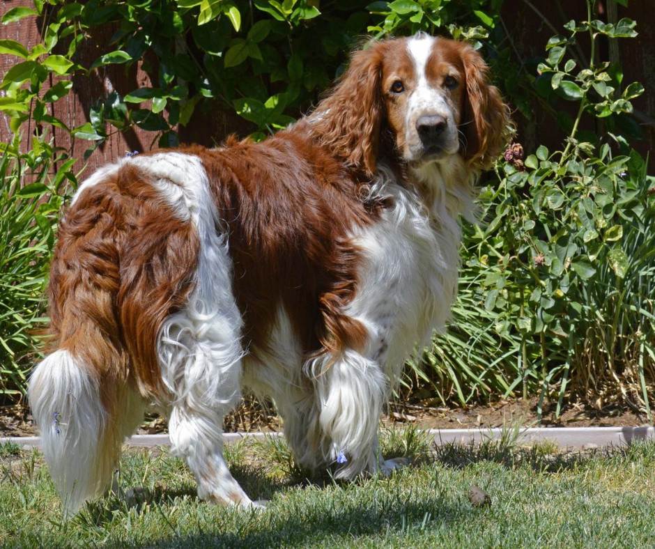 Описание породы собак английский спрингер-спаниель: характер, уход, предназначение
