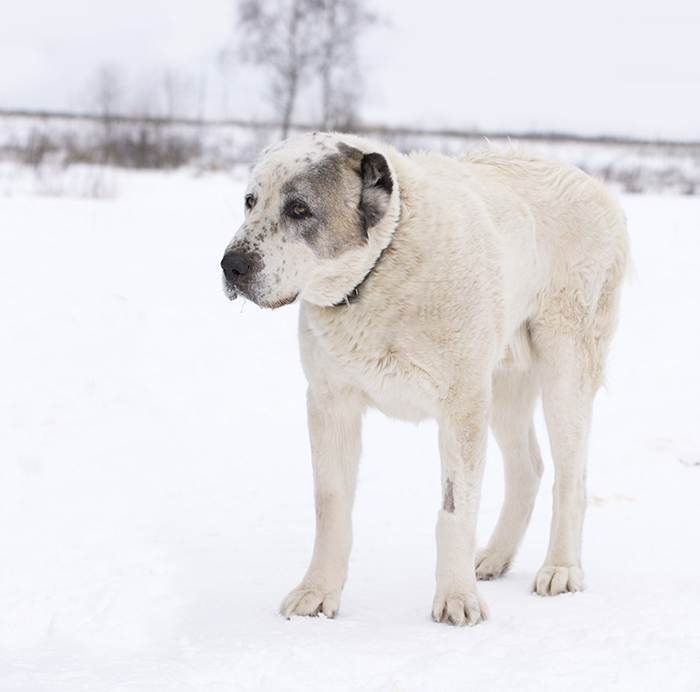 Собака породы кангал – фото, характеристика, цена