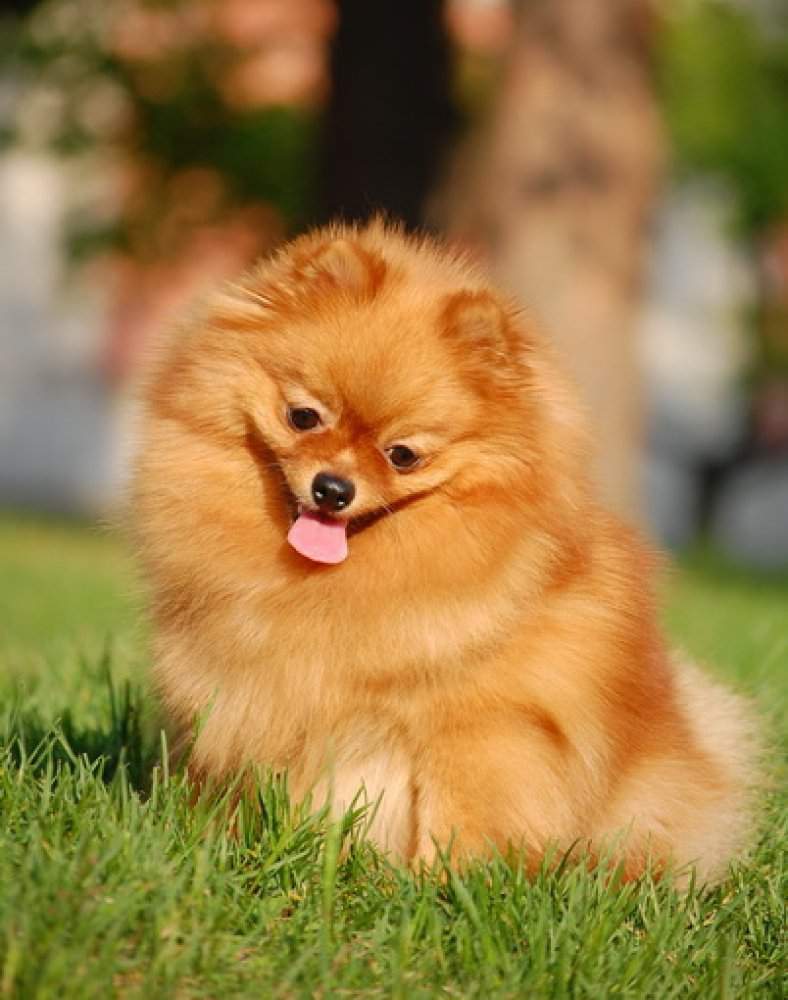 Померанский шпиц: фото, описание породы собак, характер и цены