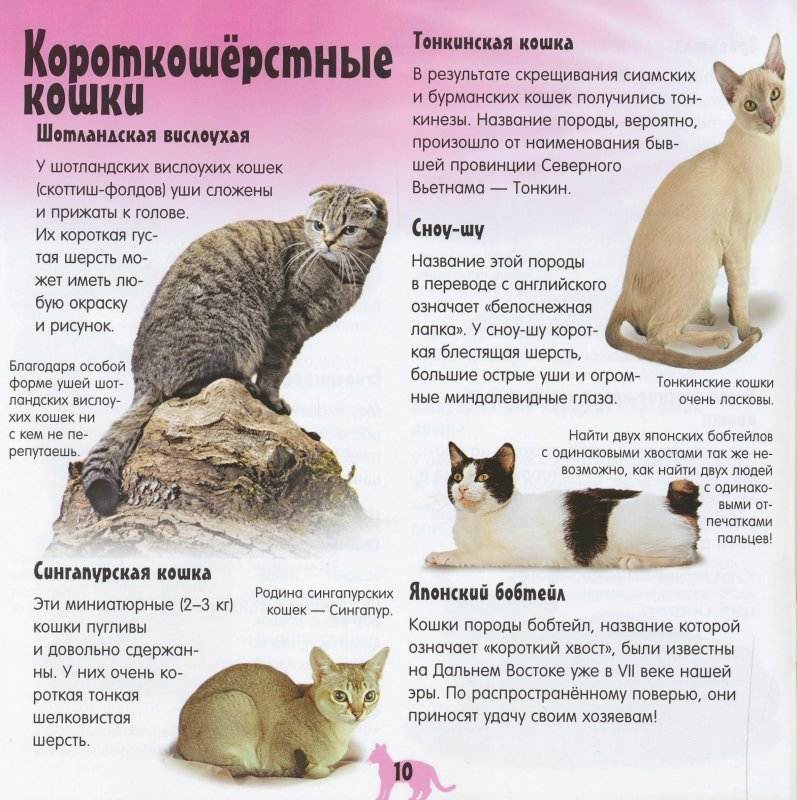 Тонкинские кошки: описание породы, характер, здоровье