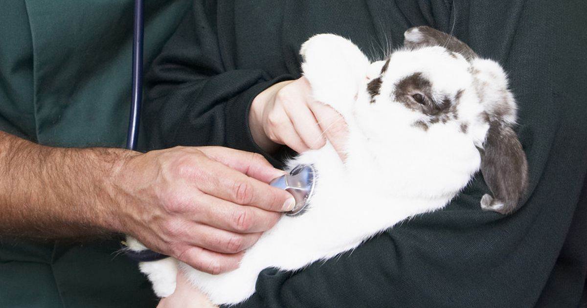 Болезни ушей у кроликов: чем и как лечить коросты, серу, болячки, симптомы