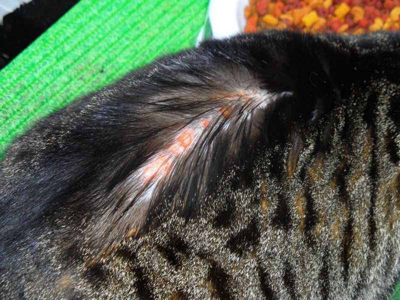 Милиарный дерматит его причины и симптомы у кошекветлечебница рос-вет