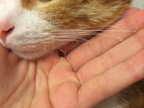 У кота выпадают, ломаются усы: причины, что делать, отзывы, интересные факты