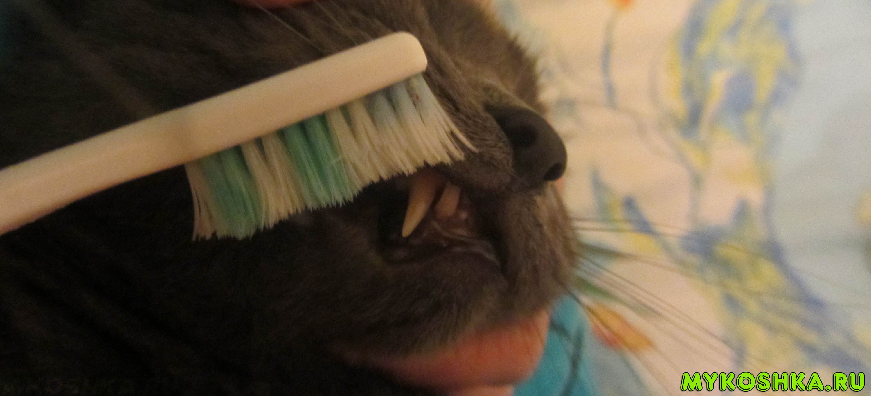Как и зачем чистить зубы кошке: все о гигиене полости рта