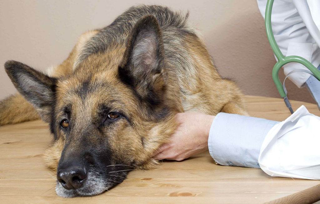 Болезни собак по симптомам: признаки, список самых распространенных и смертельных