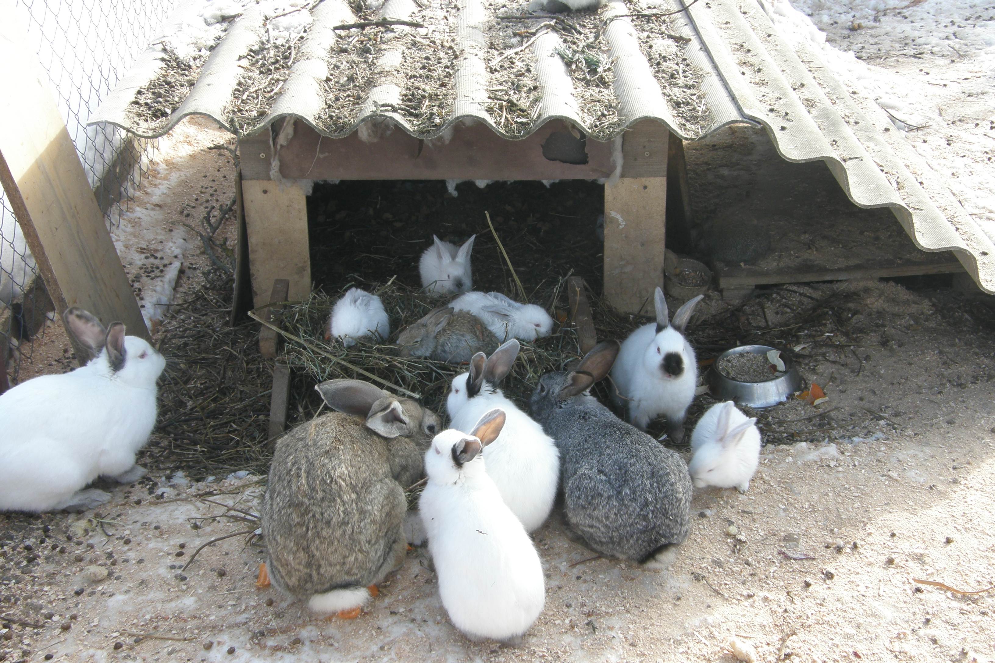 Декоративные кролики: уход и содержание в домашних условиях, полезные советы для начинающих