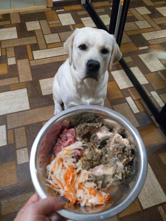 Лабрадор: как и чем кормить собаку в зависимости от возраста