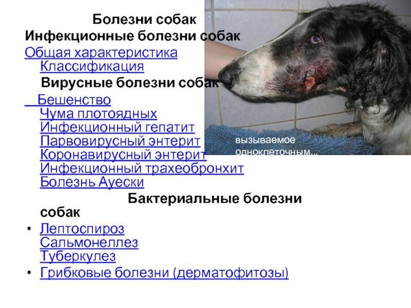 Вирусная инфекция у кошек и собак: симптомы, лечение, опасность