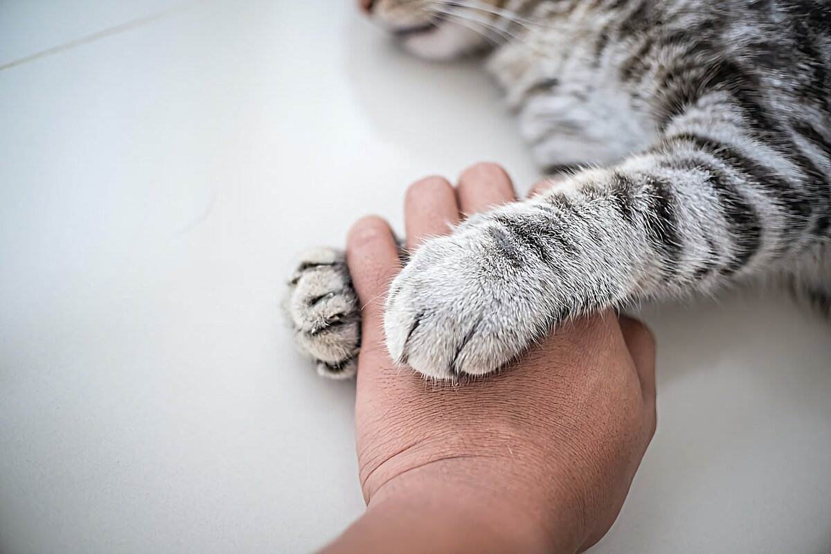 Как отучить котенка кусаться и царапаться за руки и за ноги