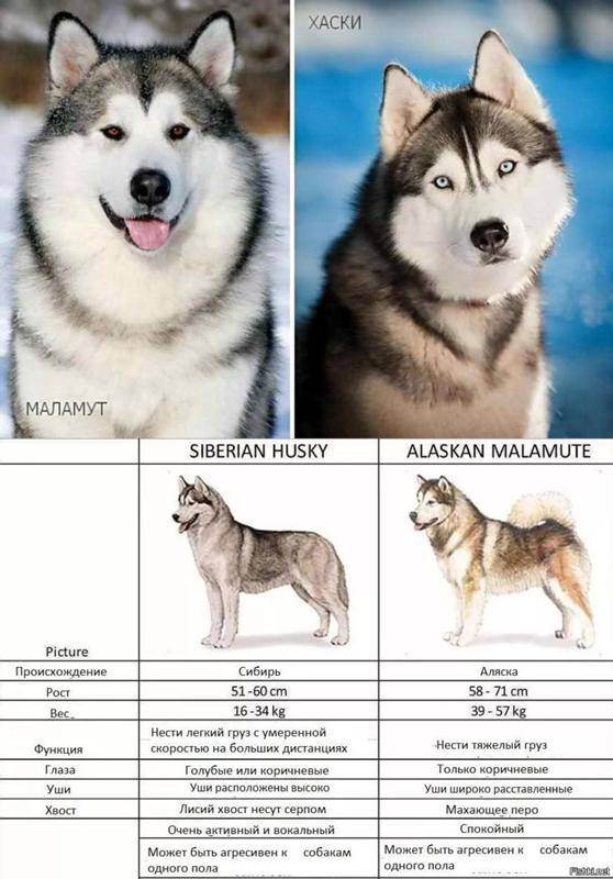 Порода собак лайка: виды и размеры