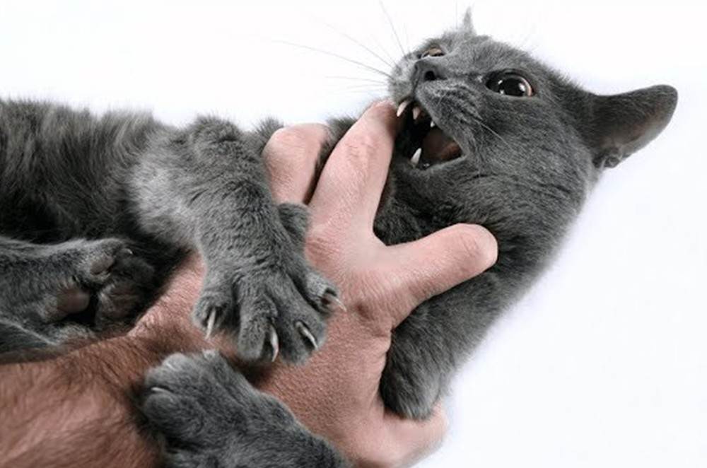 Как отучить котенка кусаться и царапаться: воспитываем, играем, отвлекаем