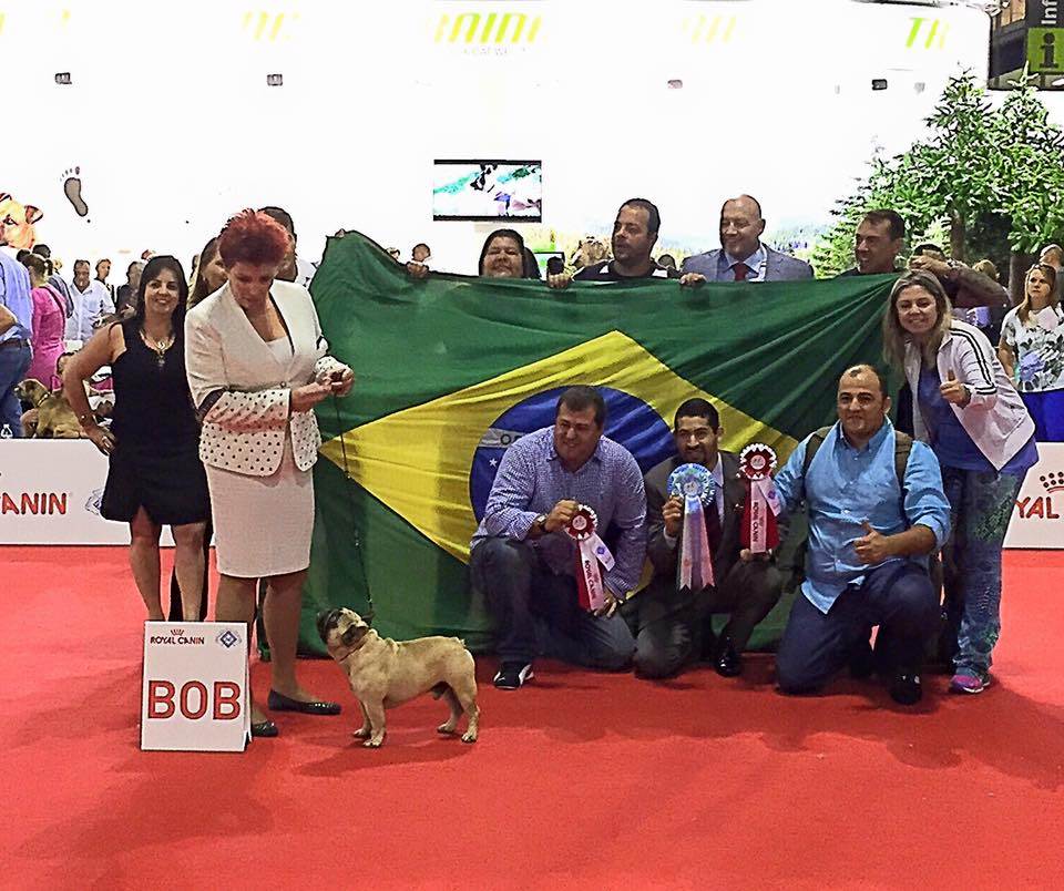 Zooпортал.pro :: international dog show / интернациональная выставка собак чемпионат мира world dog show 2019' г. world dog show 2019 г. шанхай китай