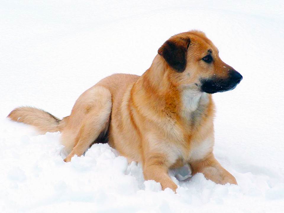 Порода собак чинук: фото, видео, описание породы и характер