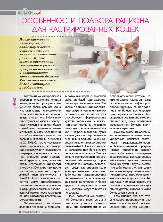 15 распространенных болезней домашних кошек и их симптомы