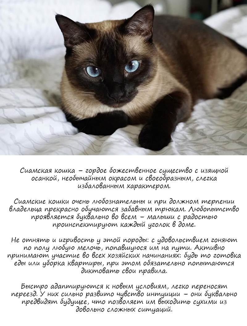 Сиамские кошки: описание породы, характер, здоровье