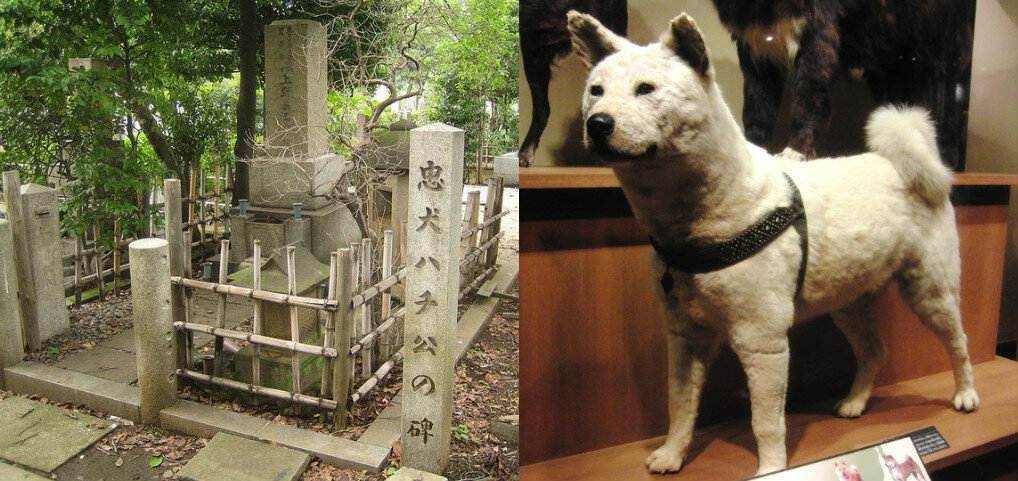 Реальная история с настоящей японской собакой хатико c фото