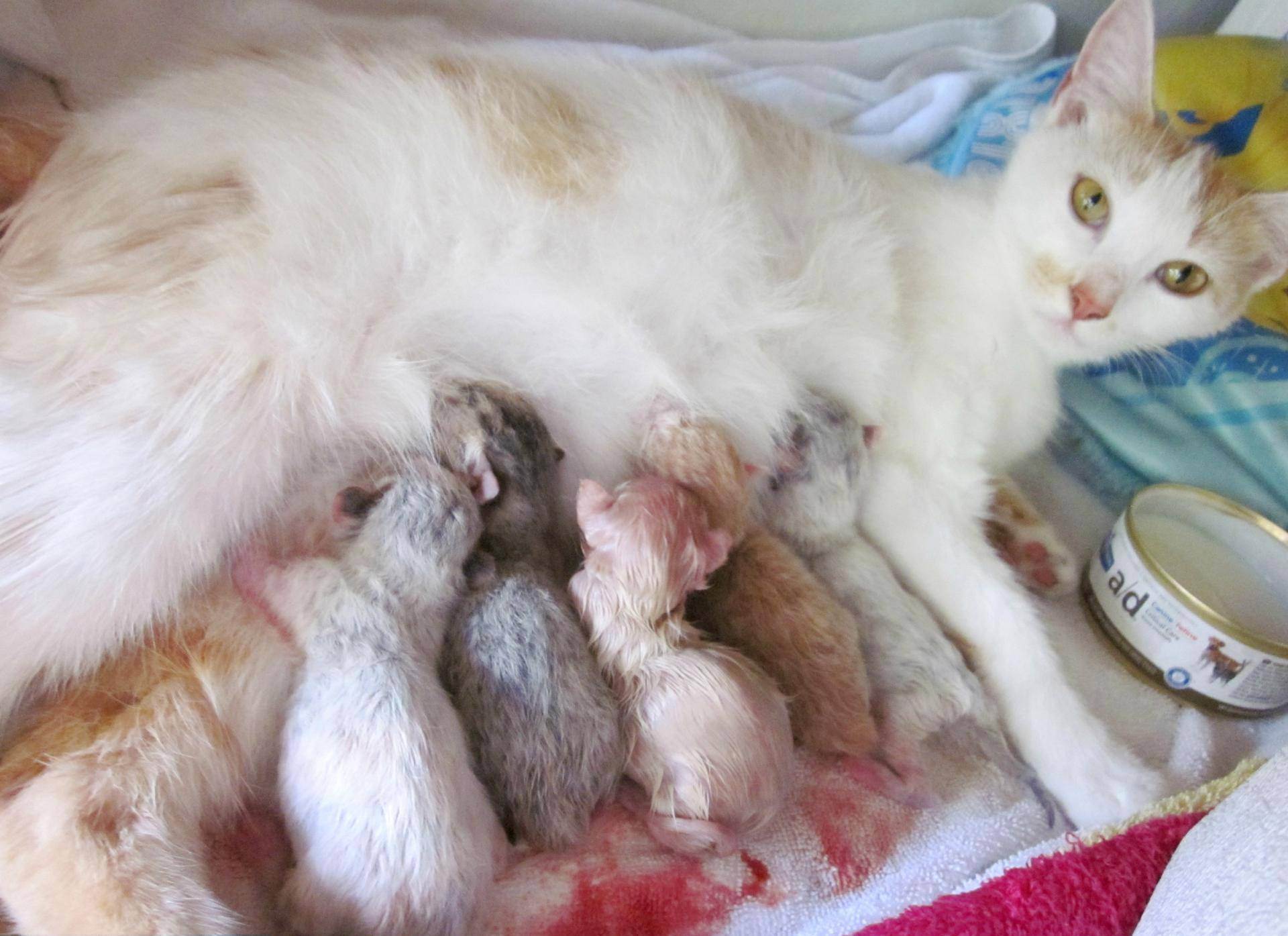 Как рожают кошки: через сколько и сколько длятся роды
