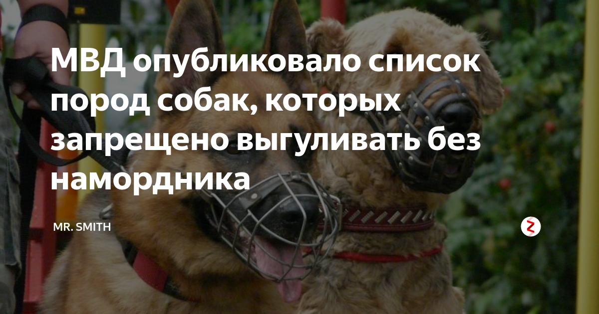 Какие породы собак должны выгуливаться в наморднике, каковы штрафы за его отсутствие