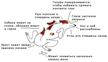 Вызов ветеринара на дом круглосуточно, усыпление собак и кошек.