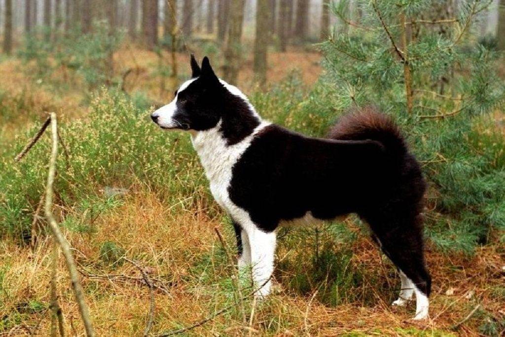 Карельская медвежья собака: описание породы с фото и видео