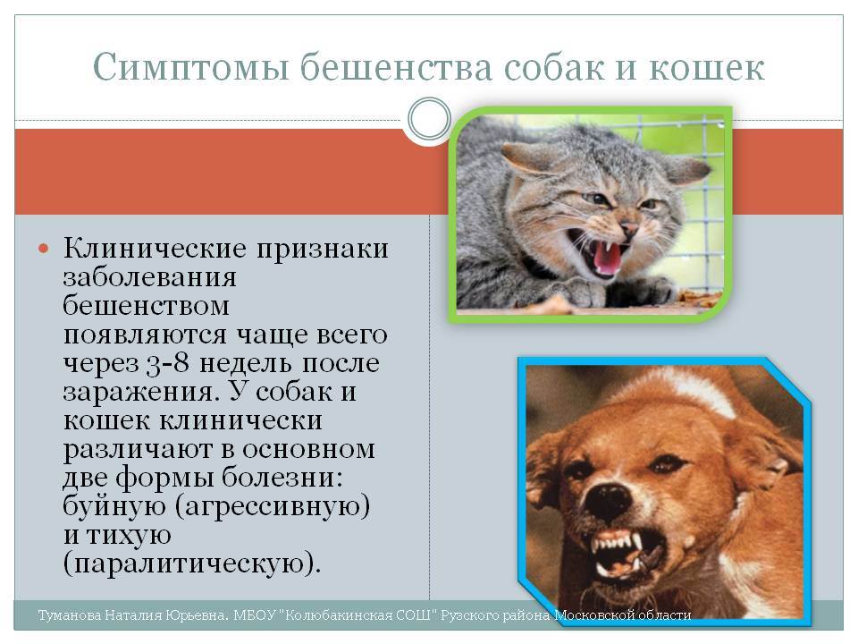 Симптомы бешенства у кошек. признаки бешенства у кошек и меры его профилактики