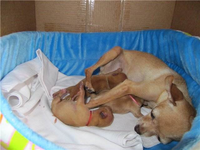 Вязка той-терьера: сколько длится течка у суки, как протекает беременность, как принять роды у собаки, когда нужна стерилизация?