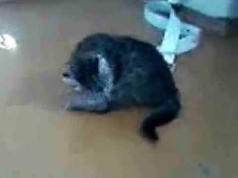 Кошка ездит на попе после туалета. почему кошка ездит на попе. проблемы с анальной пазухой