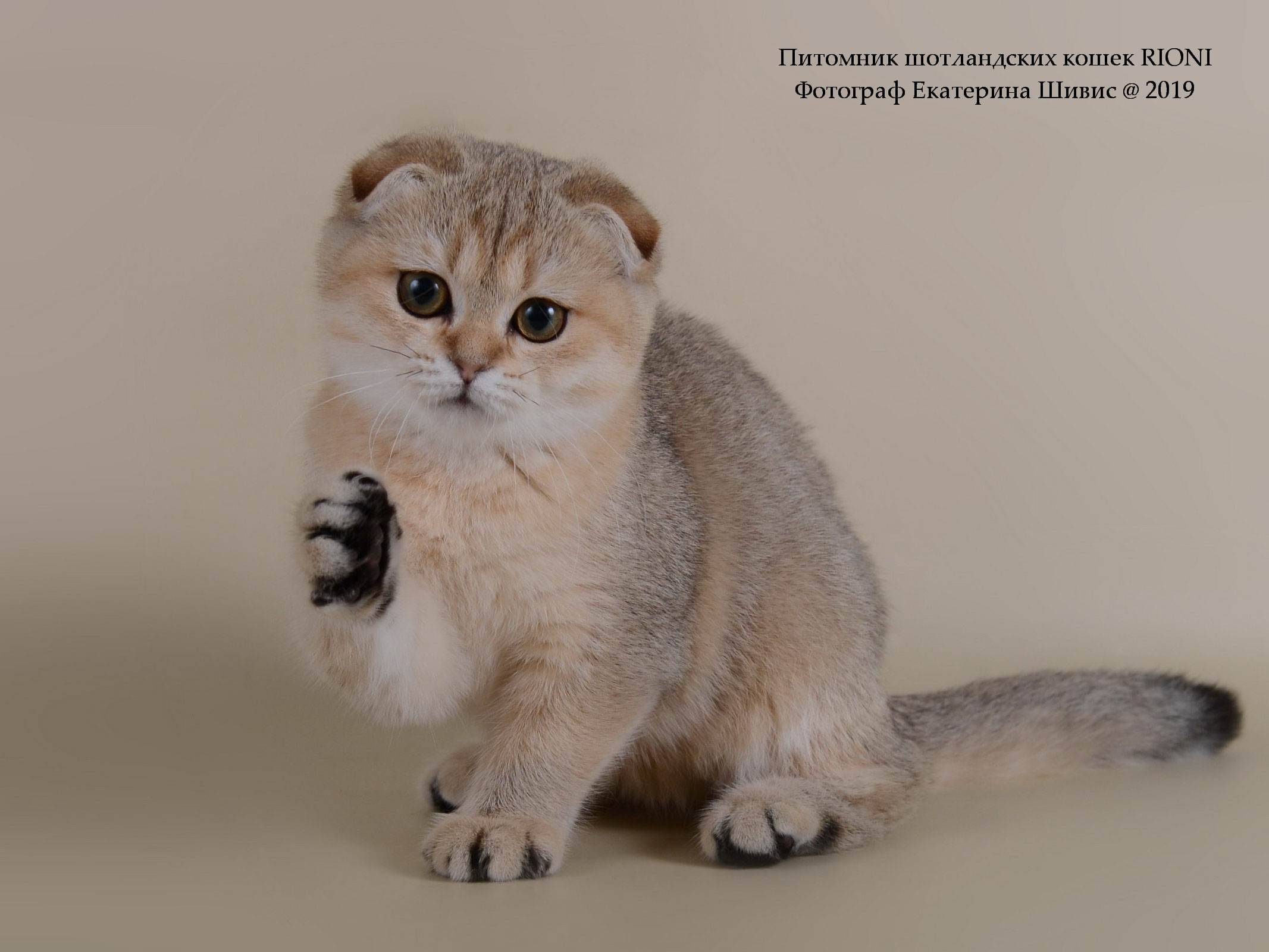 Питомники шотландских кошек в москве и санкт-петербурге