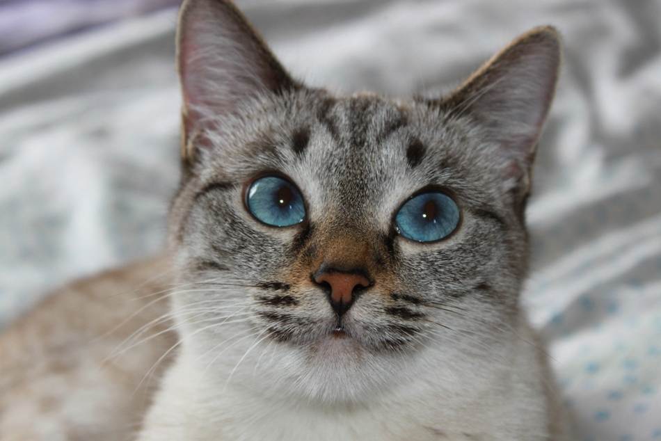 Сиамская кошка: окрас, описание и характер породы | medeponim.ru