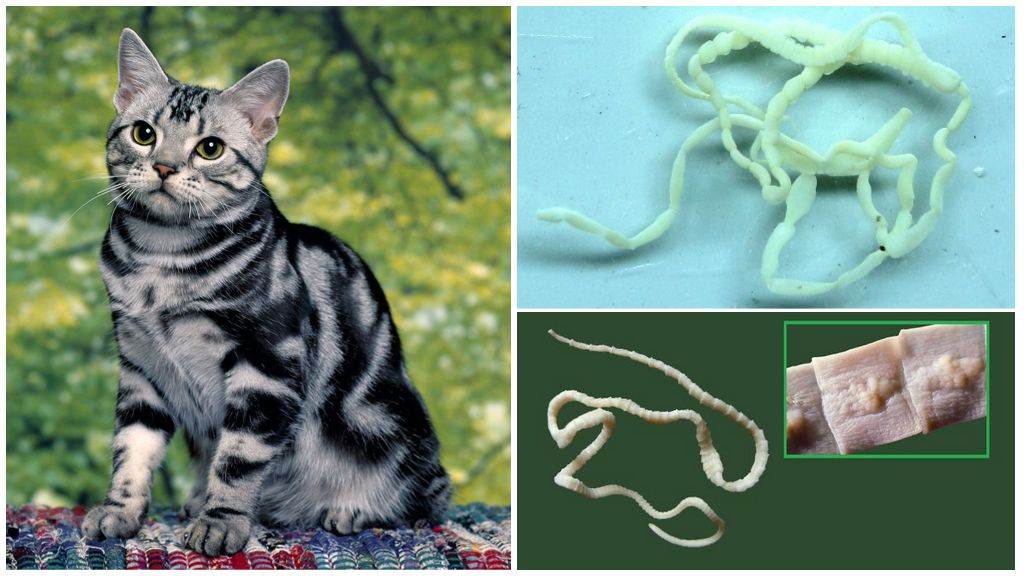 Глисты у кошек: симптомы и лечение профилактика