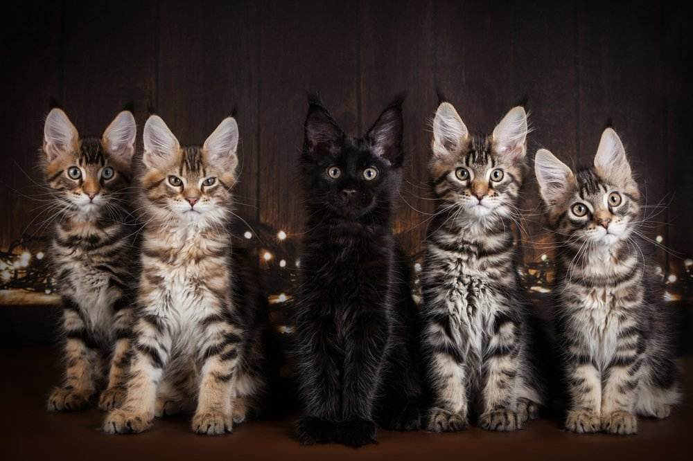 20 самых популярных пород кошек с описанием и фото