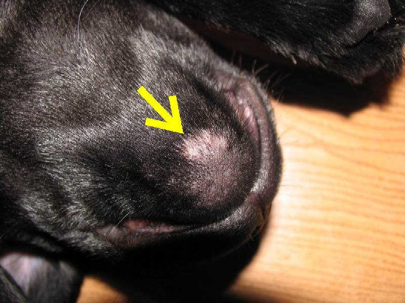 Опухоли молочных желез у собак: лечение и операция по удалению