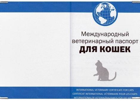 Делаем ветеринарный паспорт животного без хлопот - пошаговая инструкция!