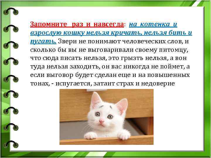 На что готова кошка, чтобы привлечь ваше внимание?