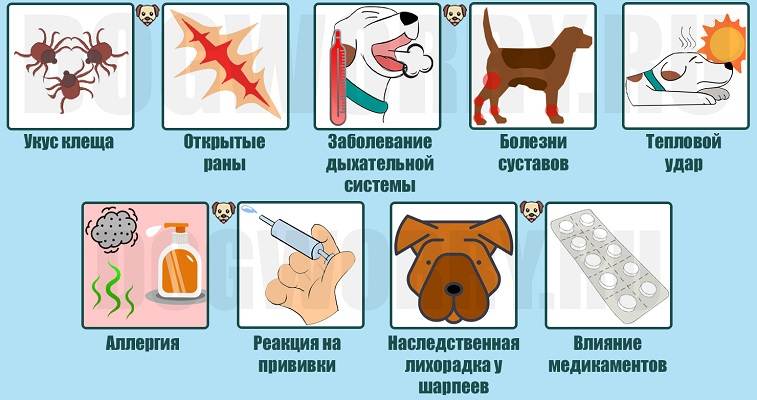 Температура у собак и щенков: норма и отклонения