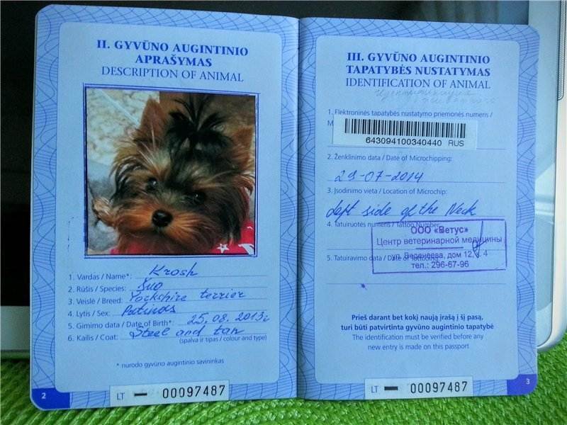 Ветеринарный паспорт для кошек и правила заполнения