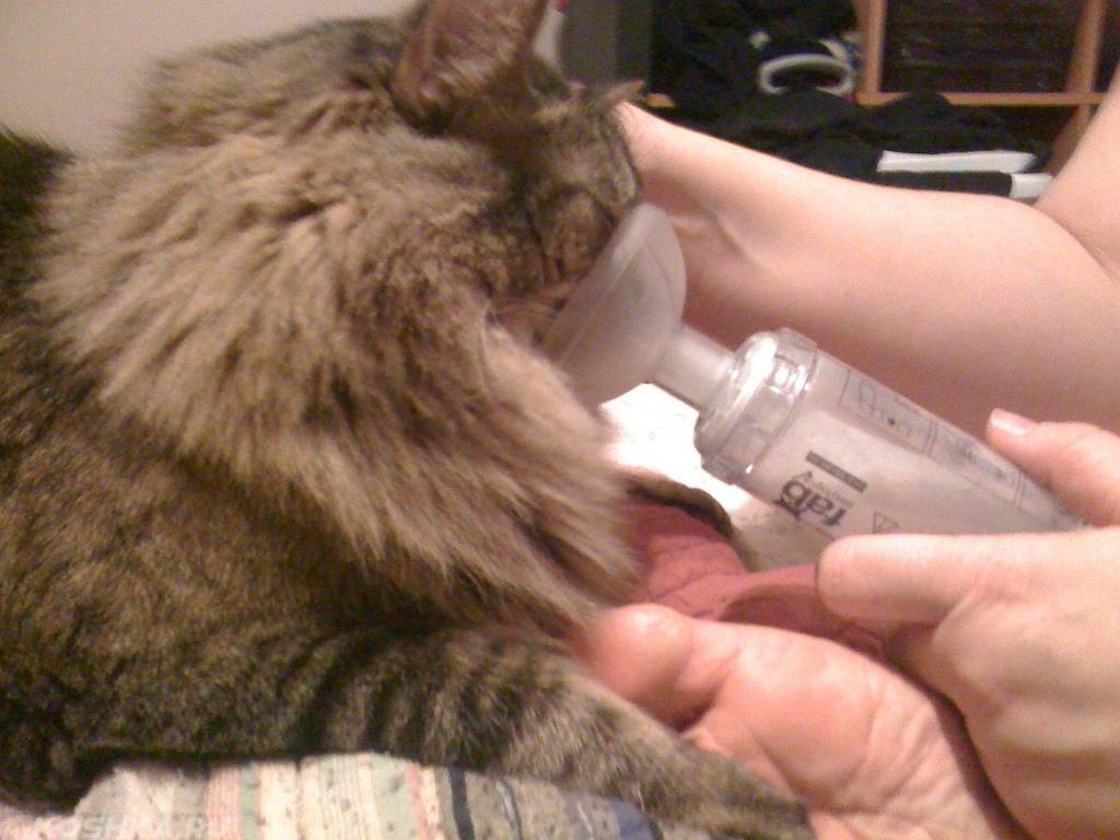 Тяжелое дыхание у кошки: симптомы, первая помощь, лечение