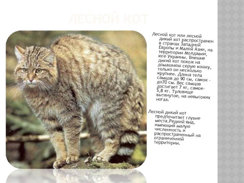 Амурский лесной кот - фото, описание и характеристика породы