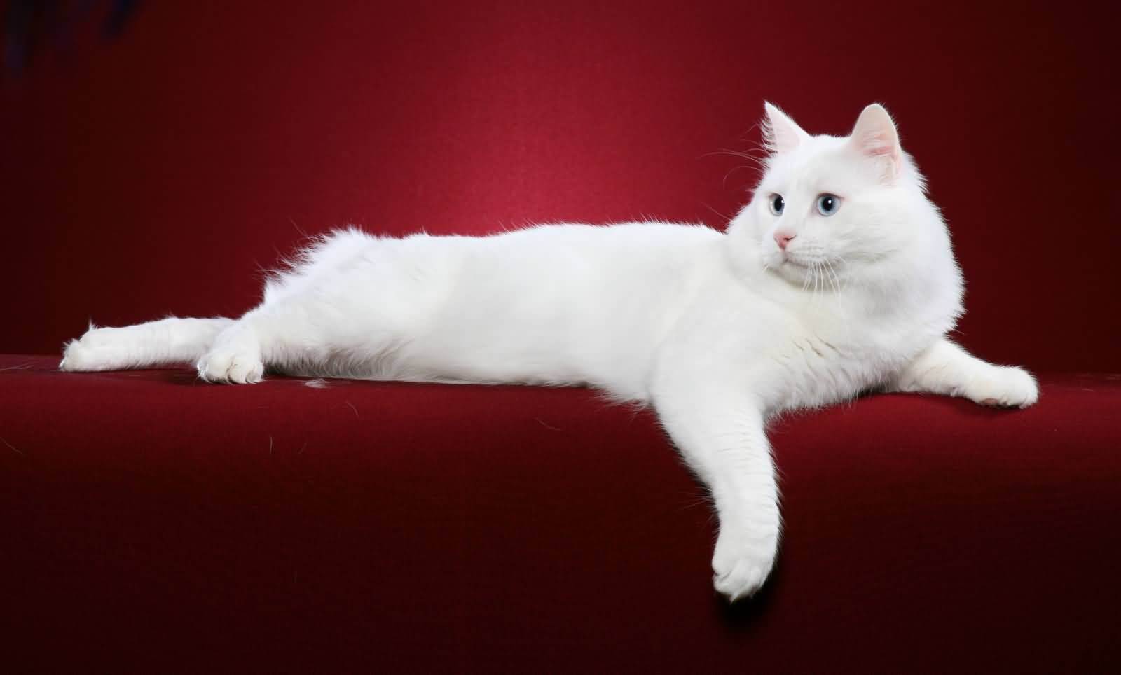Турецкий ван – описание породы, характер ванской кошки и нюансы ухода