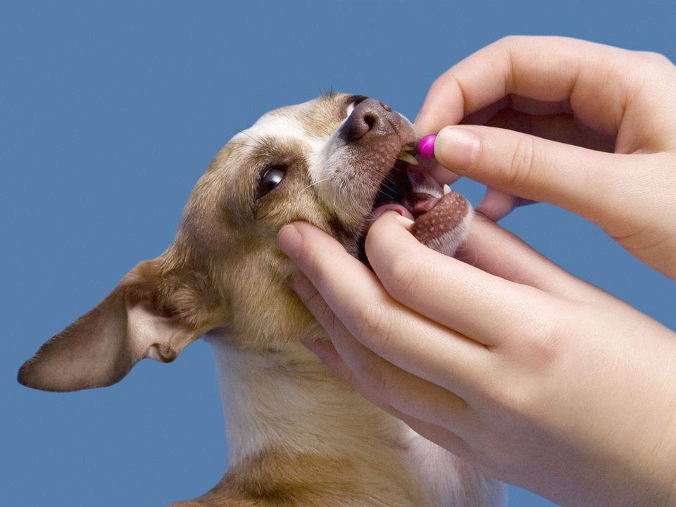 Как дать собаке лекарство: в виде таблеток, капсул, драже или жидкое средство