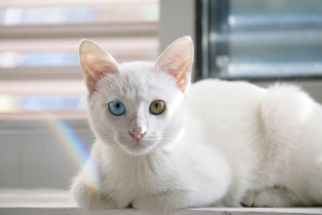 Кошки с голубыми глазами фото и название породы