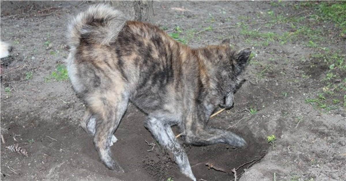 Собака вырыла яму и спит в ней. почему собака роет ямы - окулист
