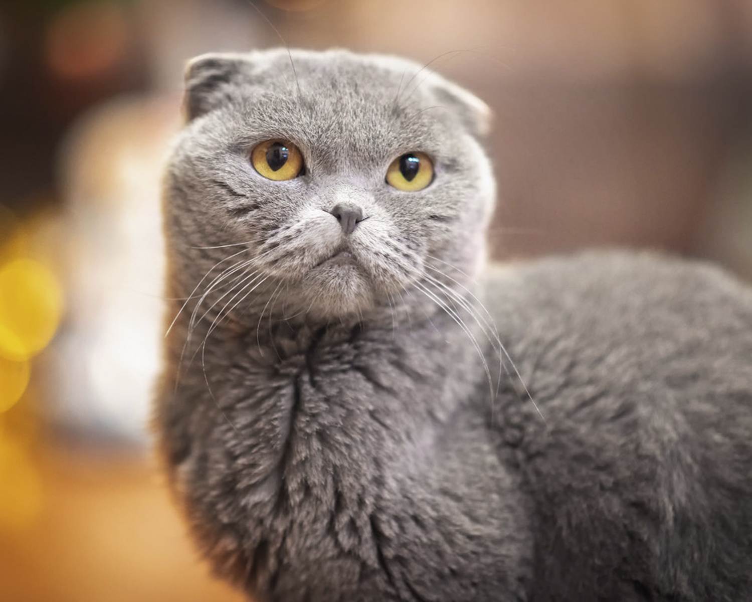 Шотландская вислоухая кошка скоттиш-фолд: описание породы, характер, уход  - mimer.ru
