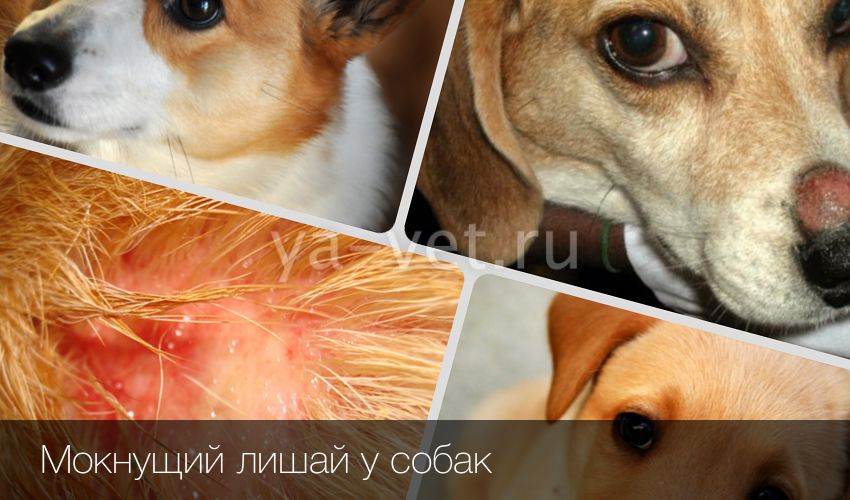 Дерматомикоз у собаки: симптомы и лечение (+фото)
