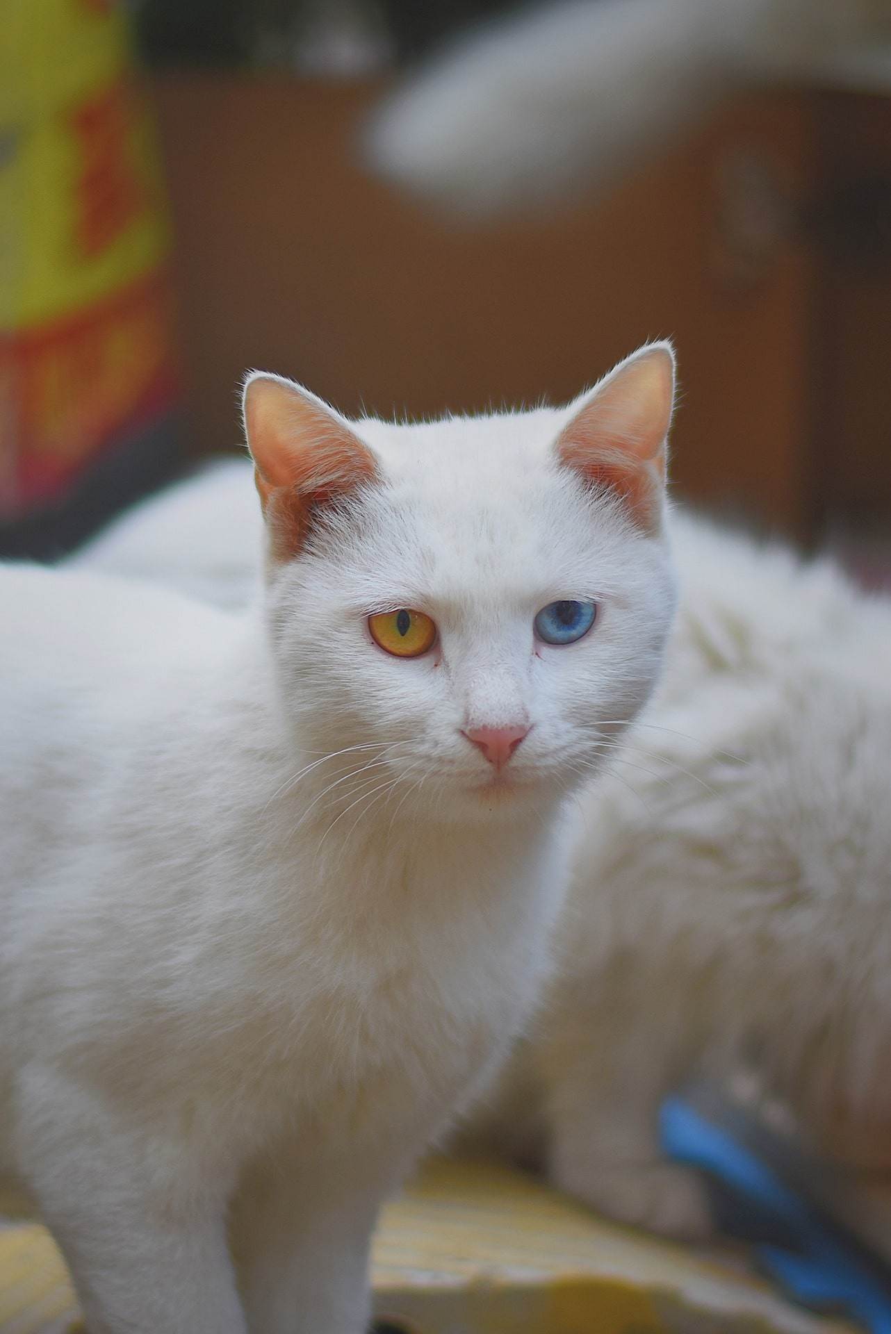 Турецкая Анатолийская кошка