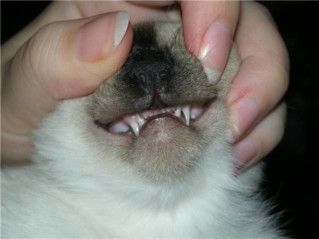 Когда меняются зубы у котят? – pet-mir.ru