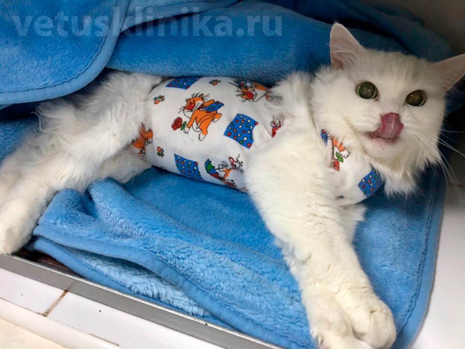 Опухоль молочной железы у кошек - операция у кошки по удалению молочных желез (мастэктомия)»