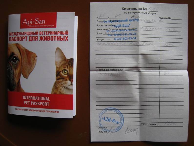 Как сделать документы коту. как сделать ветеринарный паспорт кошке? (инструкция). что указывается в паспорте